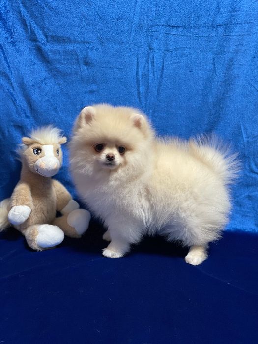 Шикарний хлопчик