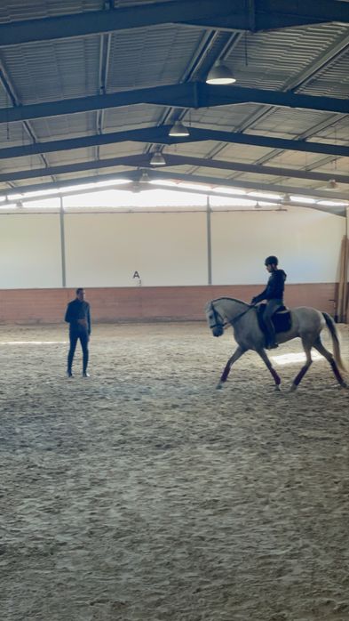 Cavalo Lusitano Puro