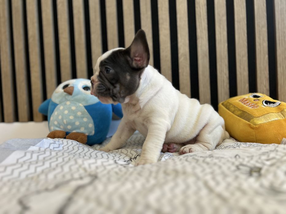Suczka Buldog Francuski urocza .