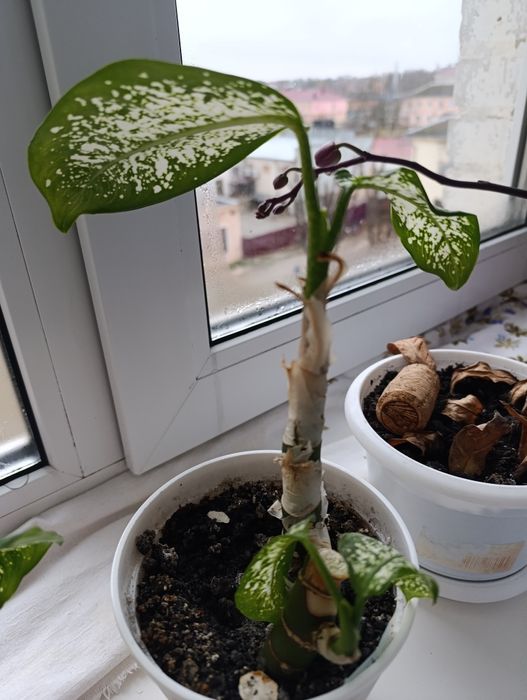 Розпродаж вазонів дефенбахій