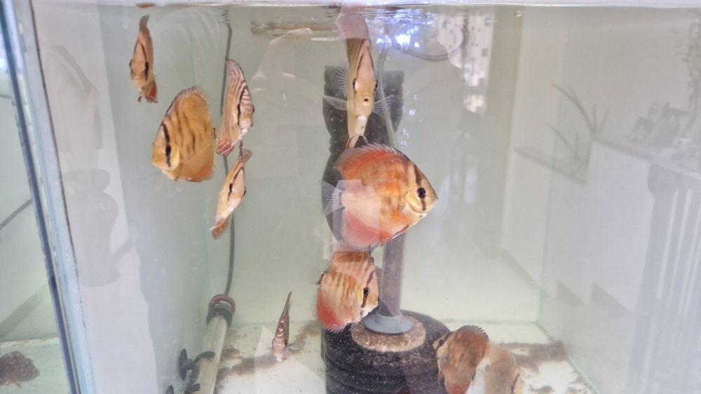 Discus juvenis red cover X turquesa