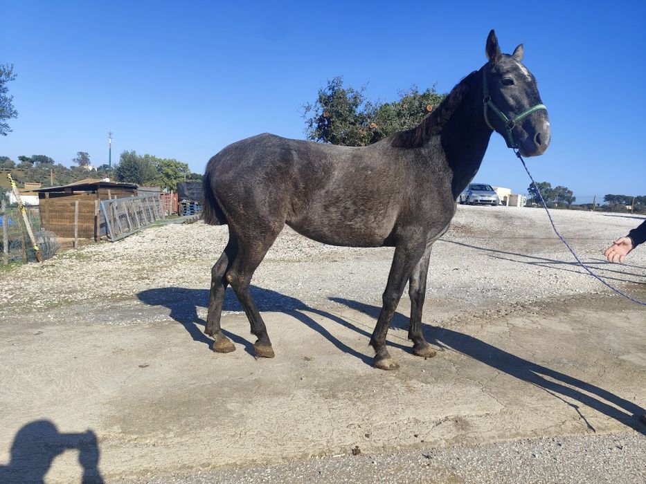 Égua com 5 anos sem defeitos