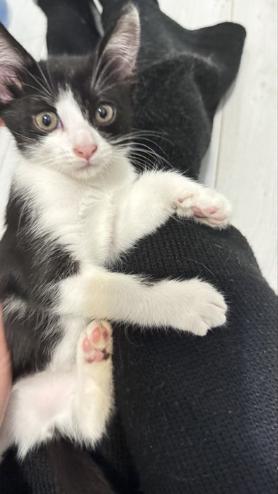 Віддам у хороші руки кицю