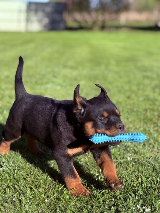 Rottweiler - piękny szczeniak - suka (samica)