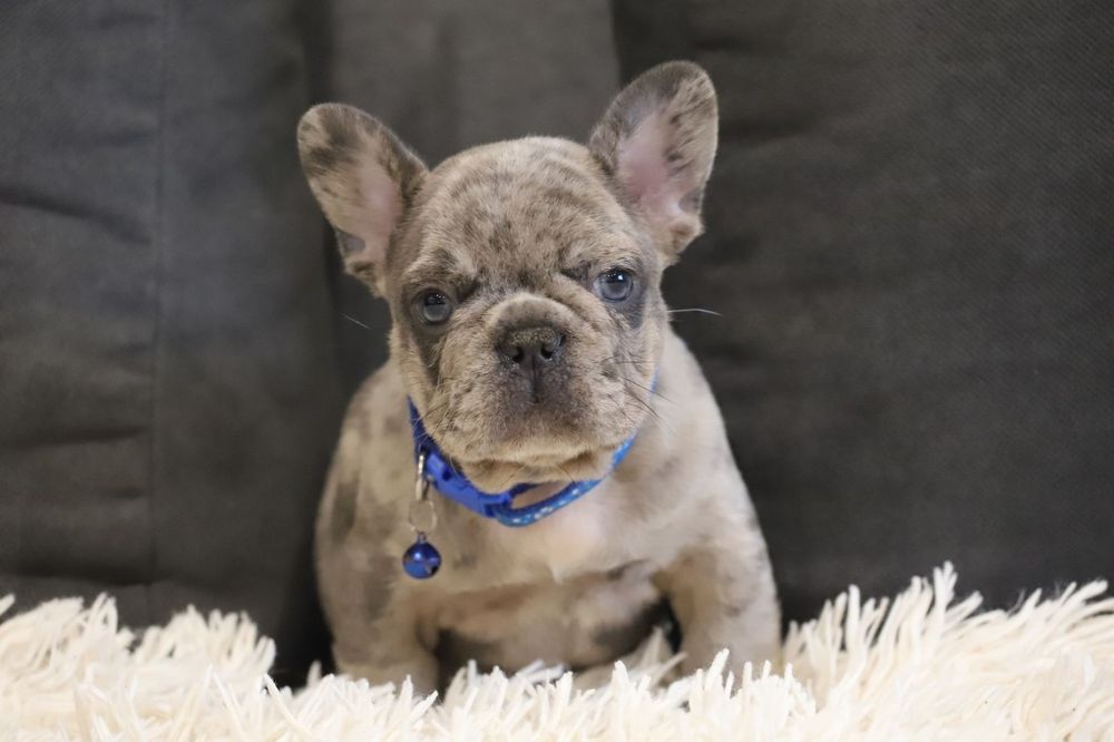 Французский бульдог мальчик голубой