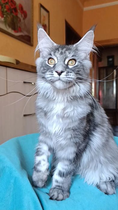 Кошечка породы Мейн