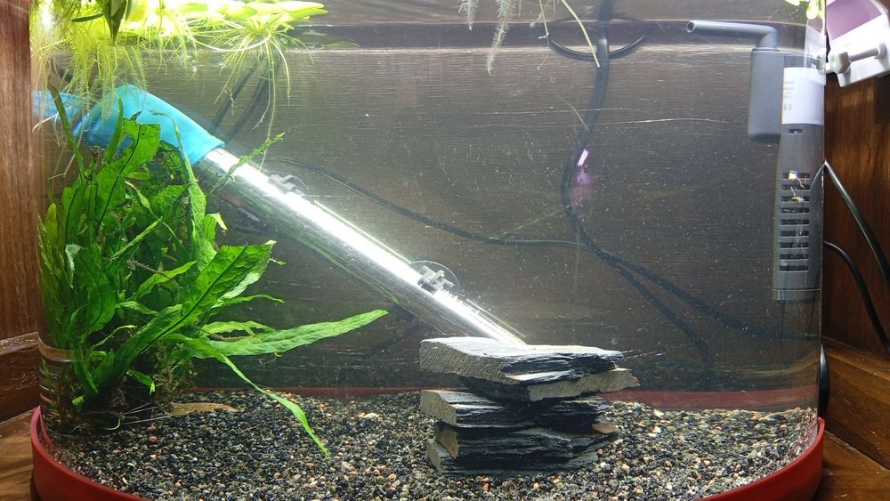 Várias plantas para ceder