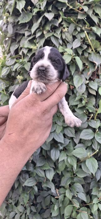 Cocker Spaniel Angielski