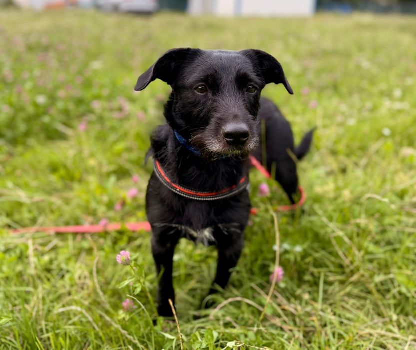 Manga - nieduża, pozytywna suczka do adopcji