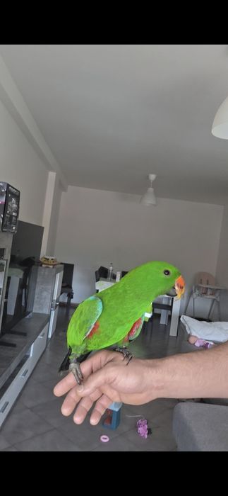 Ecletus roratus papagaio jovem
