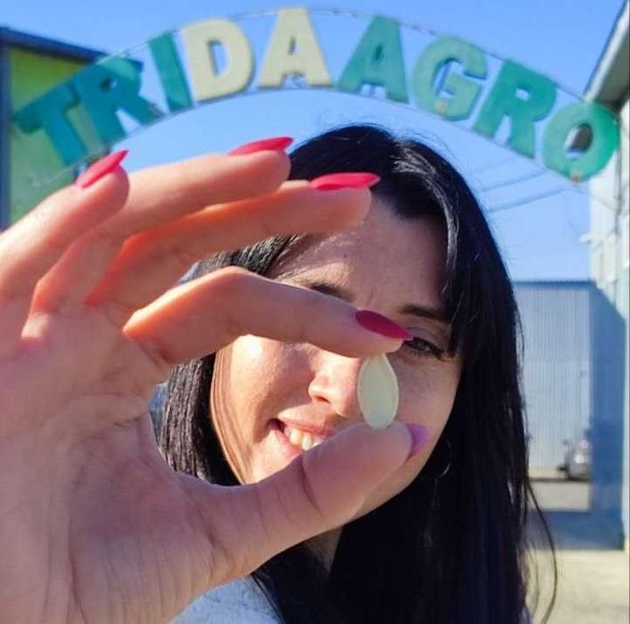 Посівний матеріал гарбуза опт Туреччина, гарбузове насіння оптом