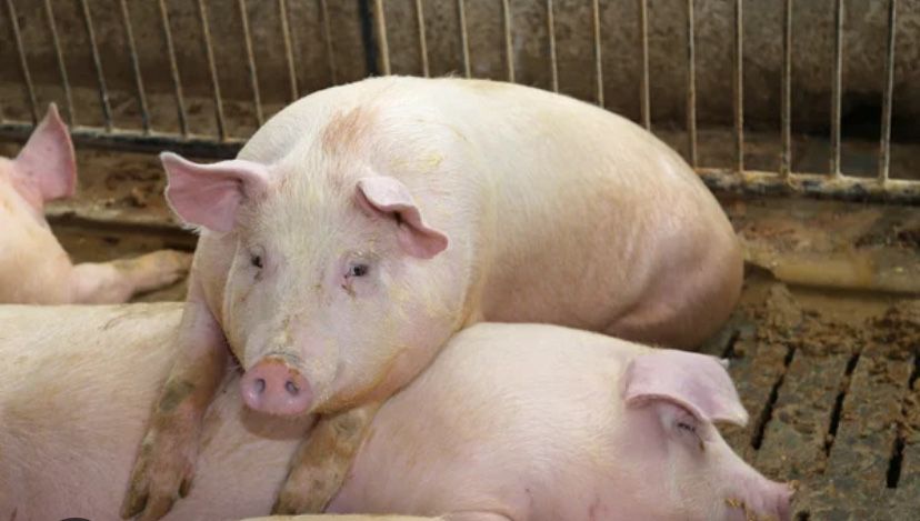 Продам свиней жива вага