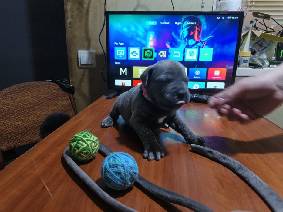 Відкрит продаж щенят Кане Корсо!!!