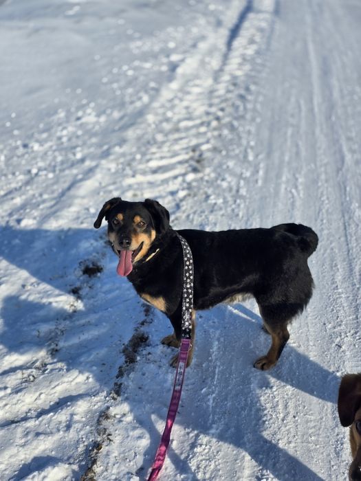 Uroczy 10 kilowy Aramis