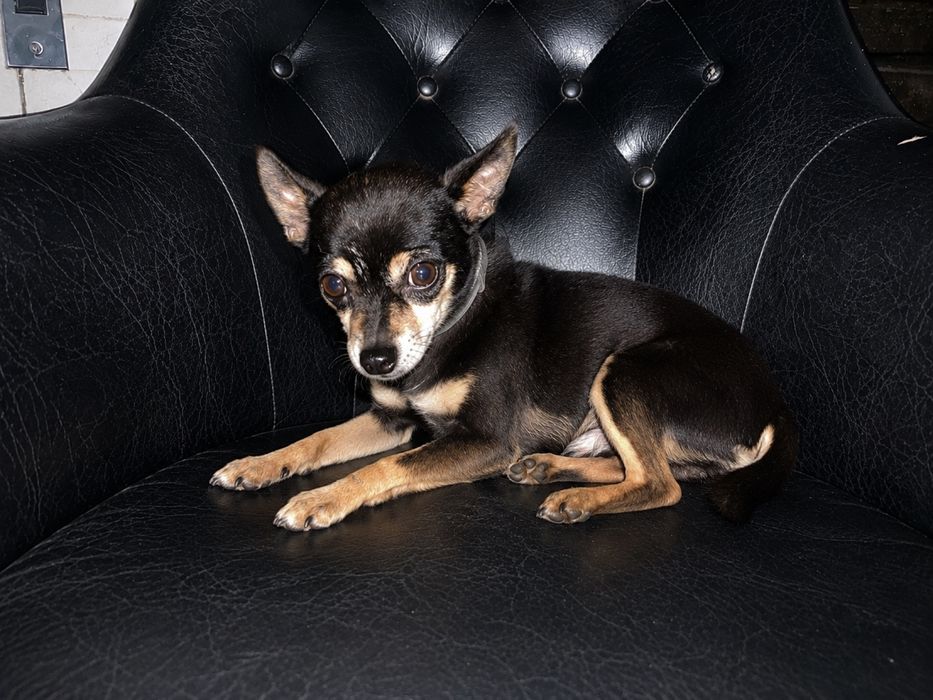 Macho Pinscher Miniatura