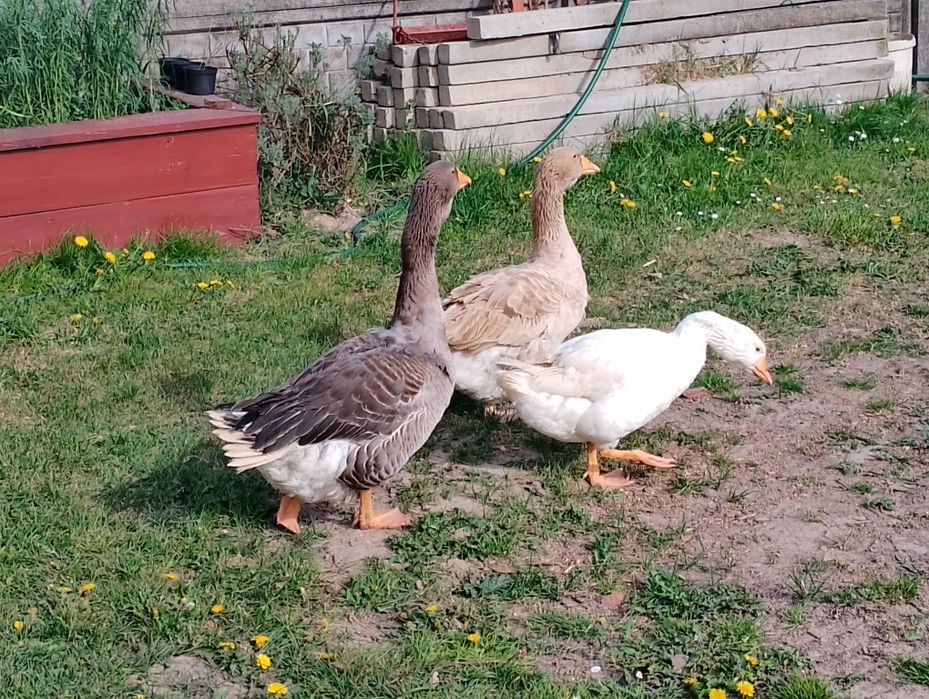Sprzedam gęsi 1 gęsior i 2 gąski