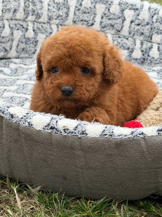 Pudel  Miniaturka  Red Brown Dziewczynka
