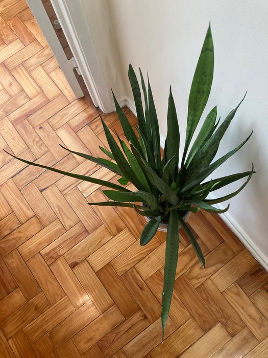 Planta - Espada de São Jorge grande (95cm)