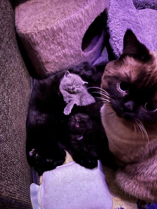 Кошенята плюшові