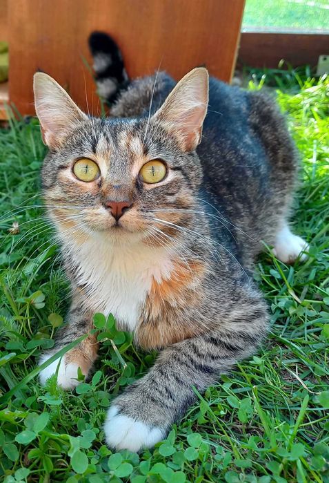 Piękna MINI ! - Młoda kotka szuka domu !