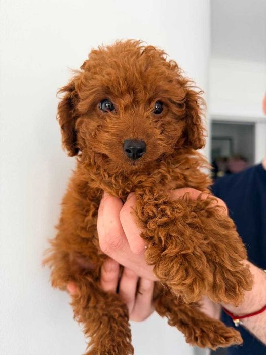 Caniche Toy Mini Femea Micro Menina Disponível