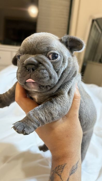 Bulldog francês blue