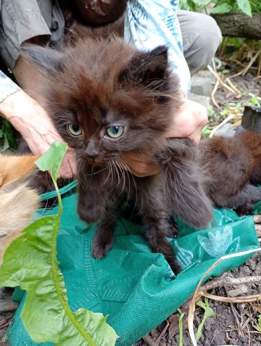 Грайливі кошнята шукають люблячу родину