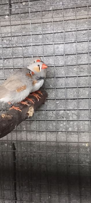 Manderins/rolas diamante