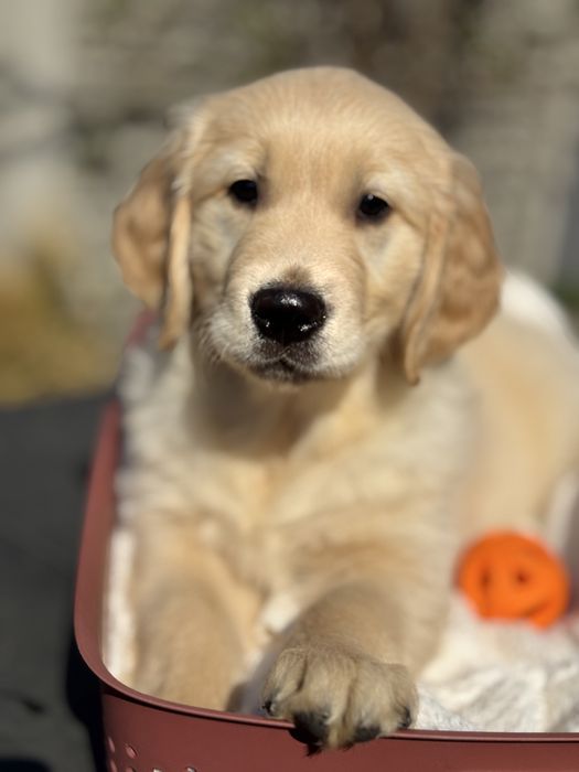 Golden Retriever gotowy do odbioru