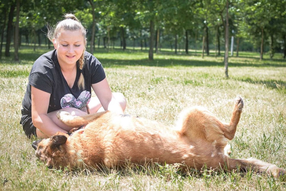 Koka przepiękna,  mądra Sunia (w typie owczarek belgijski)