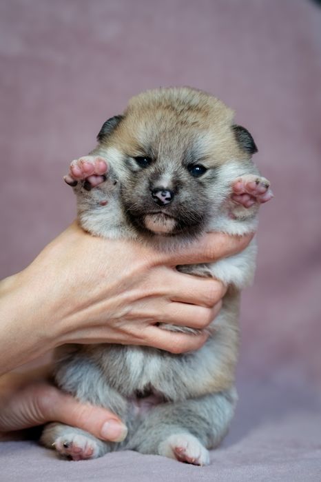 Дівчатка та хлопчик японської Акита ину