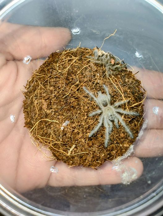 Pająk pająki Monocentropus balfouri