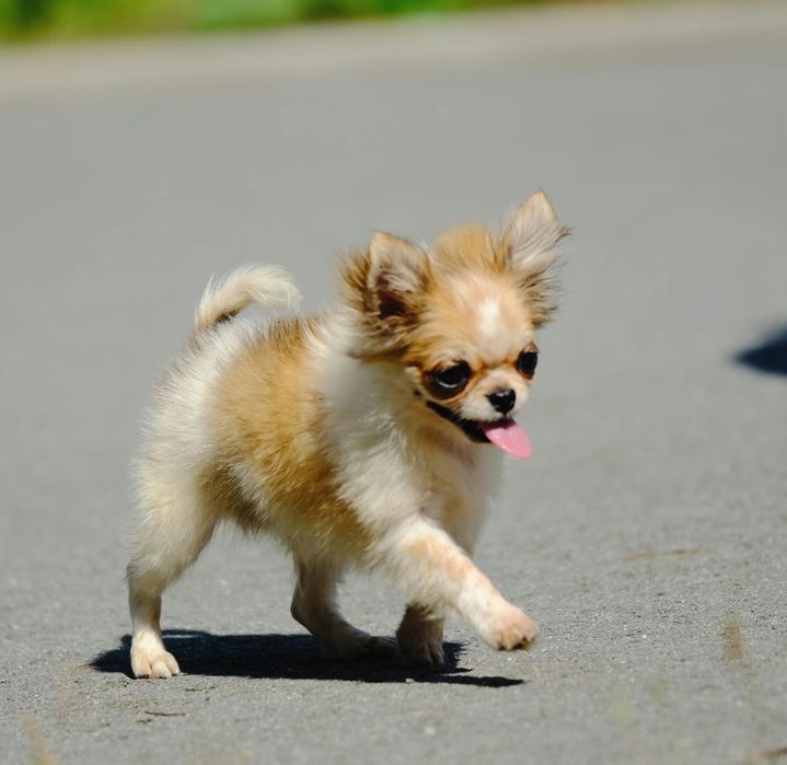 Chihuahua piesek maleńki.