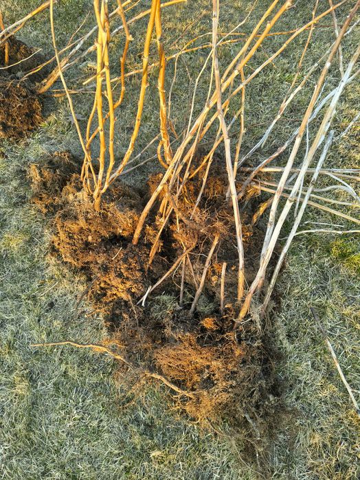 Sadzonki malin letnich, maliny Glen