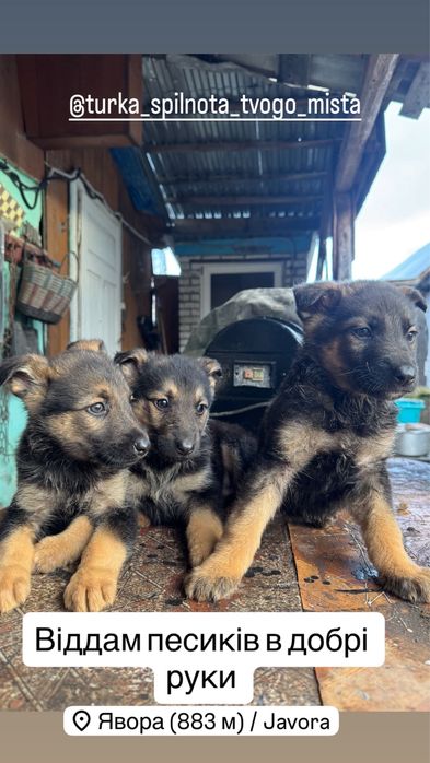 Віддам песиків в добрі руки