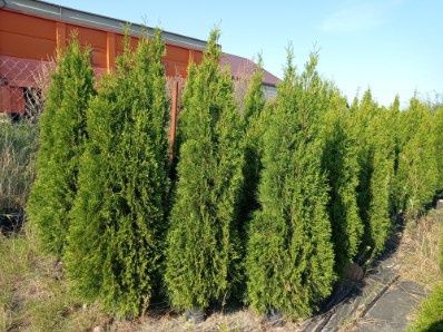 Thuja szmaragd wysoka