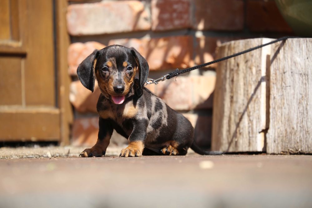 Jamnik blue - merle szczeniak