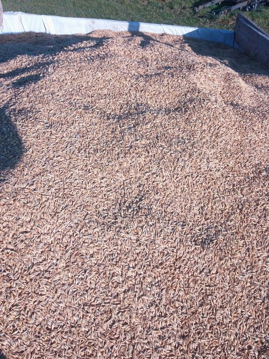 Sprzedam owies odmiana bingo.