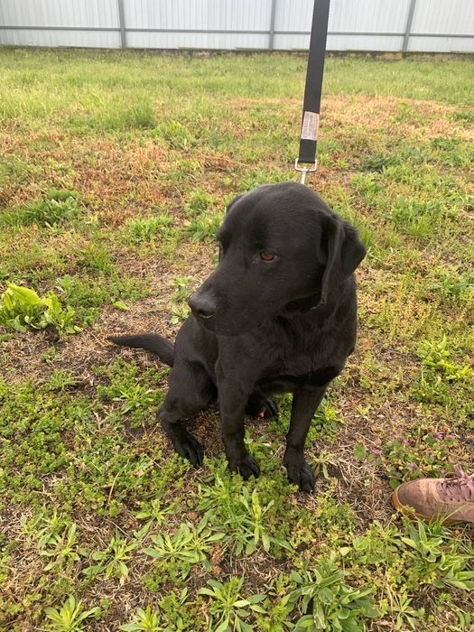 Emil pies w typie labradora do adopcji
