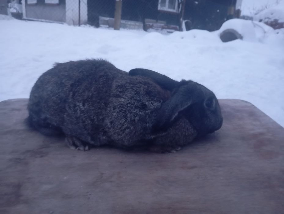 Продам кролів  Хмельницький