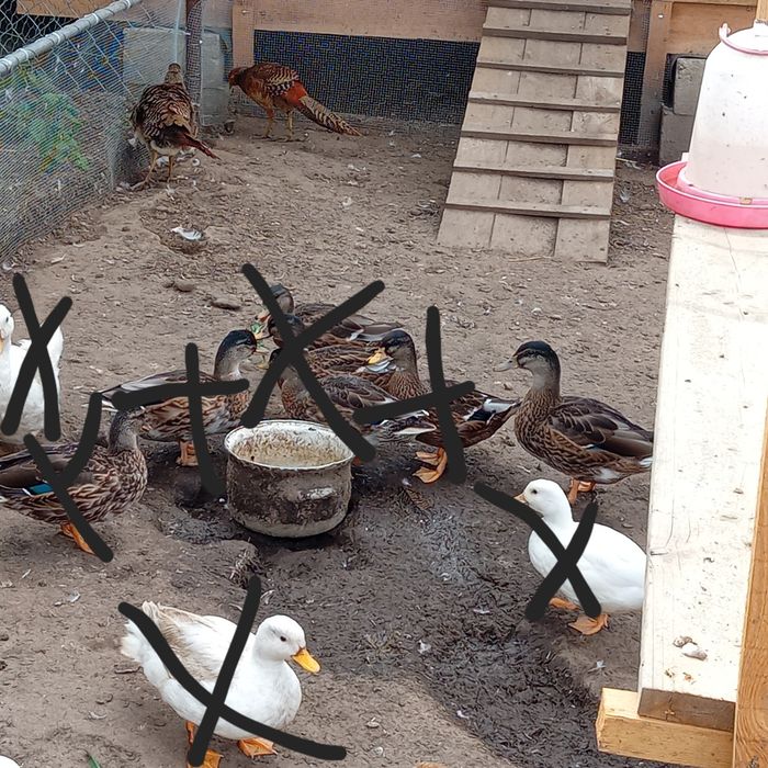 Kaczorek call duck