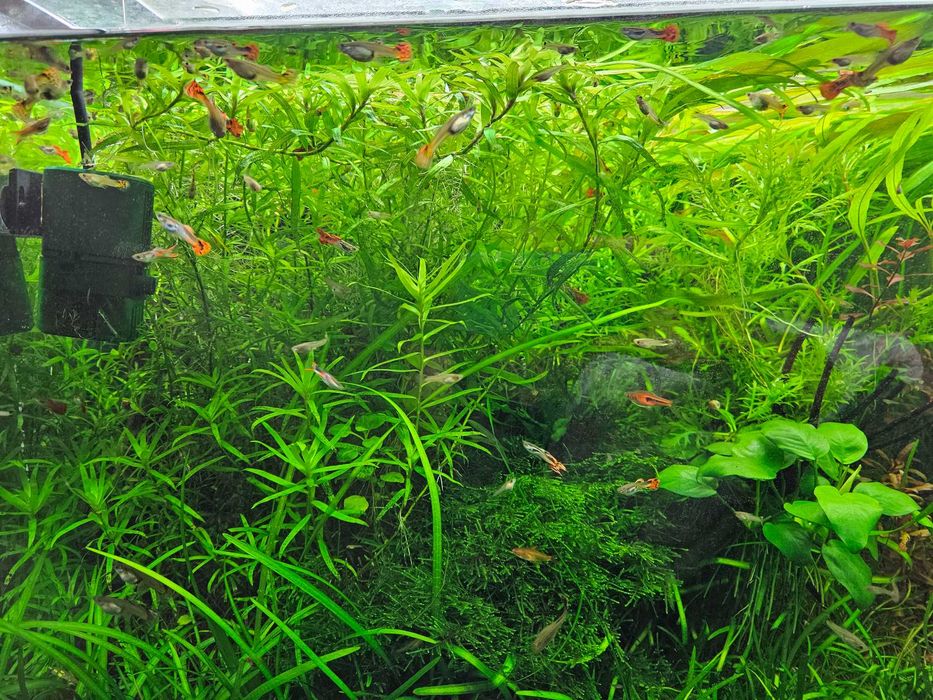 Gupiki Endlera małe i duże