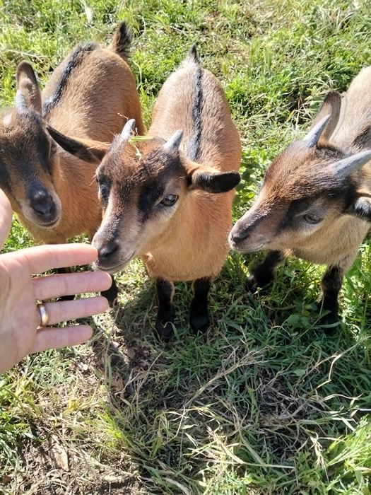 Vendo cabras anãs