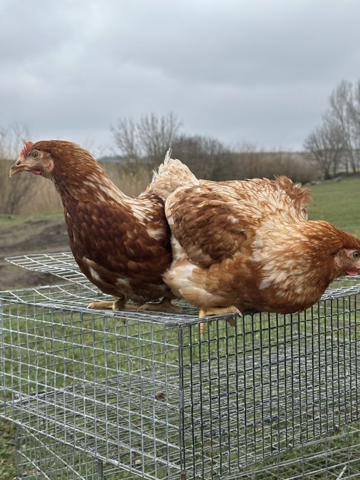 Красивая курочка на яйцо