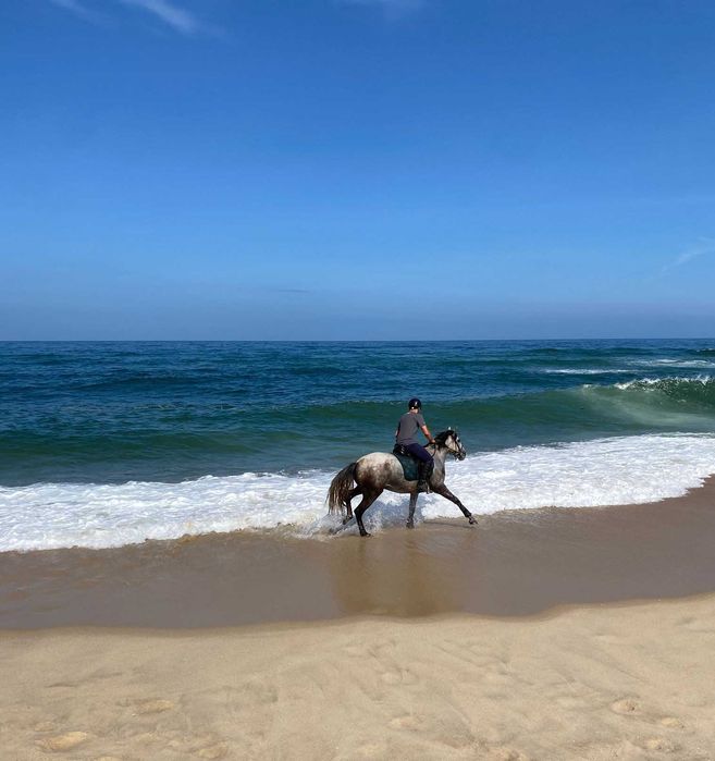 Cavalo Puro Sangue Lusitano