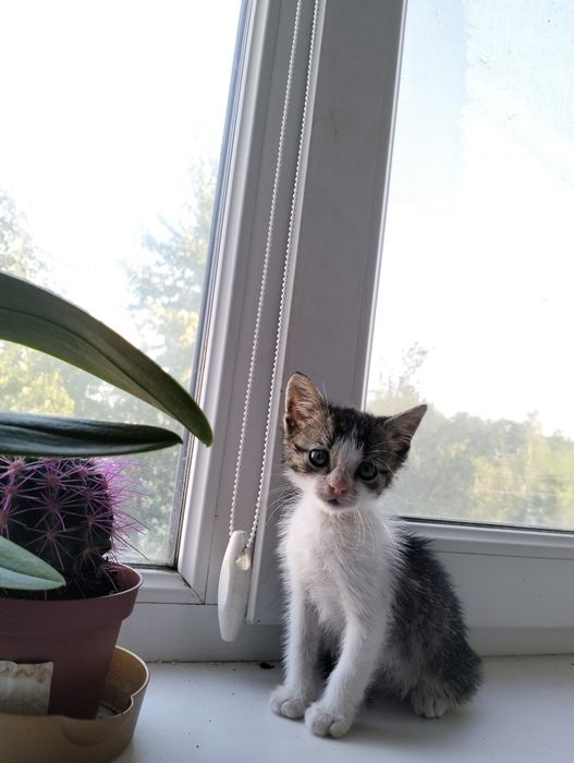 Віддам гарненьке кошеня