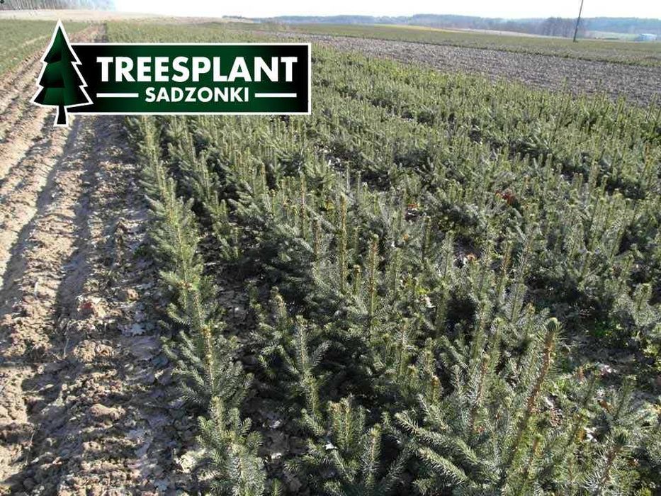 ŁÓDŹ Świerk Srebrny 2/2 30cm Szkółka sadzonki pospolity jodła kaukaska