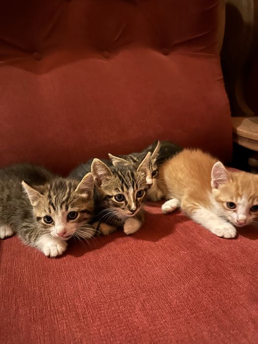 Gatinhos para adopcao respondavek