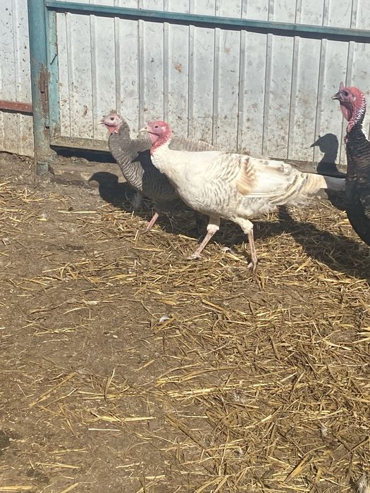 Минулррічний індик