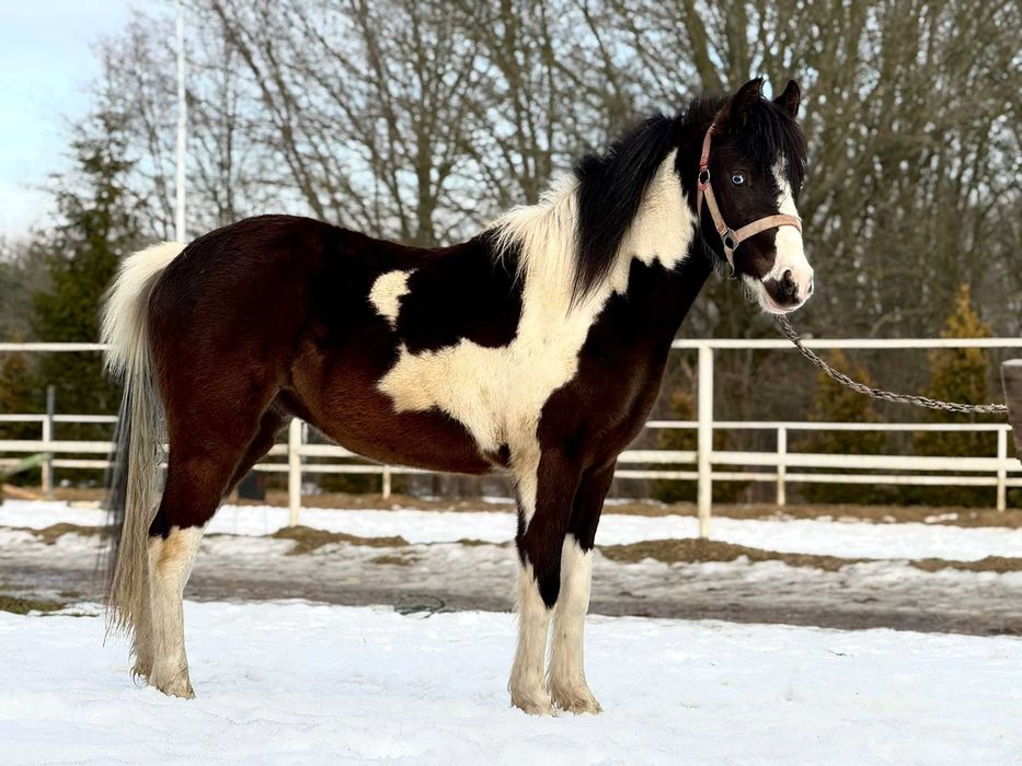 Polski kuc wierzchowy srokaty